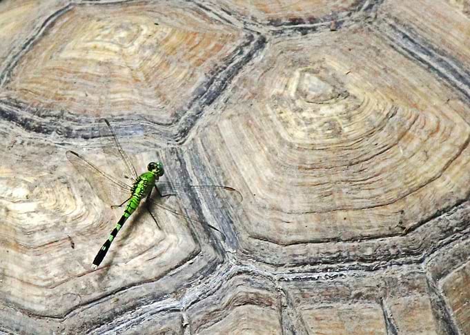Turtle Shell