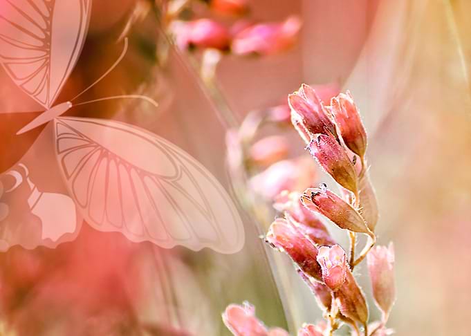 ROSE SPANGLES no5-QF-Butterfly.Photo Art / Mixed Media. ...