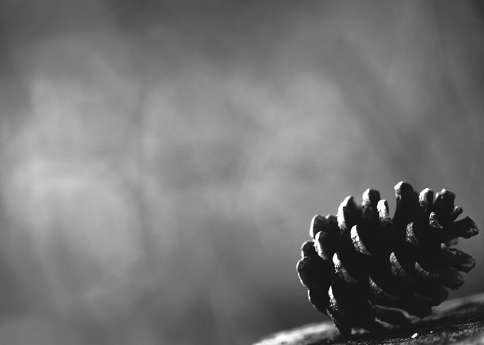 Pinecomb
