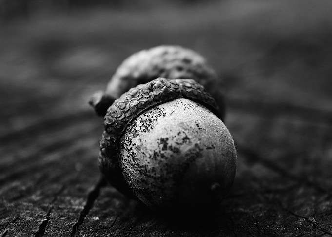 Resting Acorns