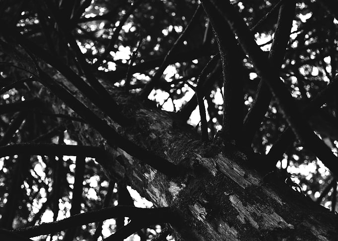 Tangled Tree