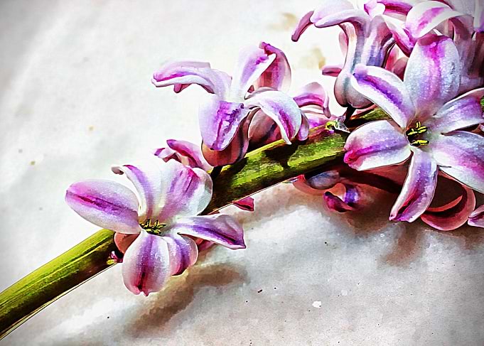 Pink hyacinths on a stem. Springtime digital floral art ...