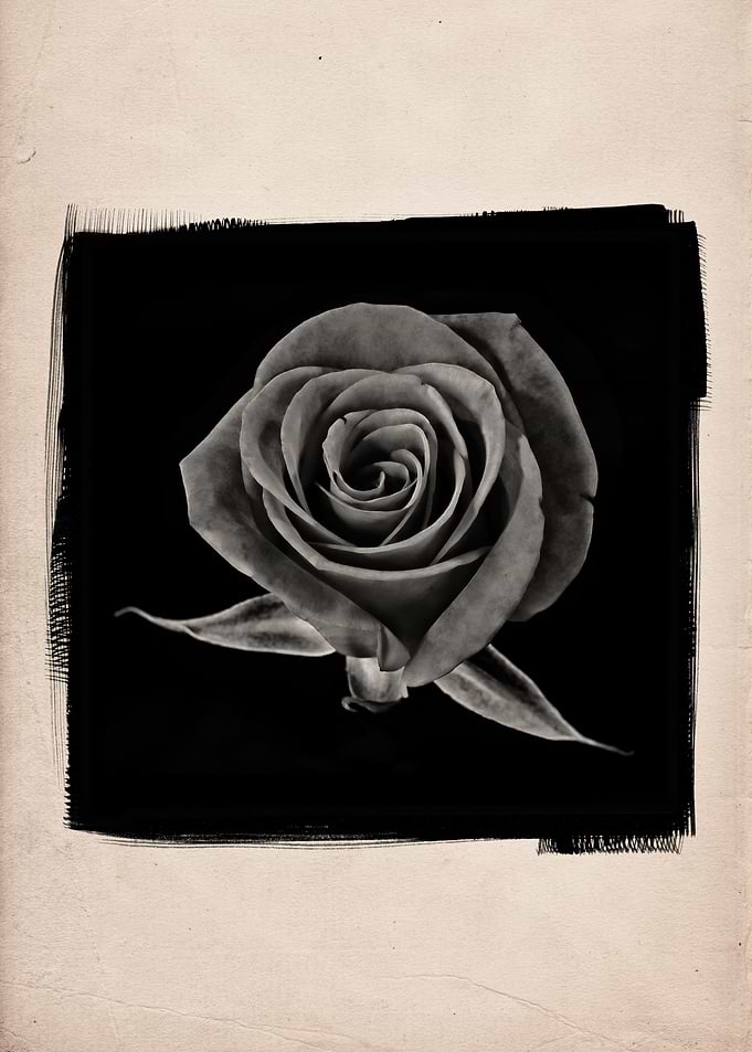 A closeup photographic studio still life of a blooming ...