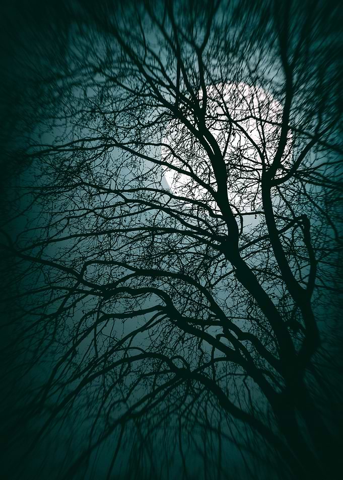 Silhouette of trees with naked branches under a moody m ...