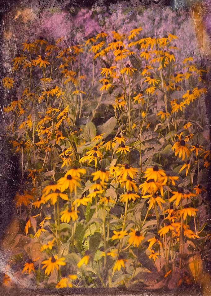 Color photograph 'Yellow Jungle'