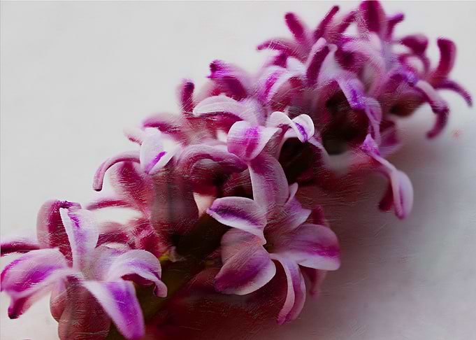 Beautiful textured photography of springtime blooms. So ...