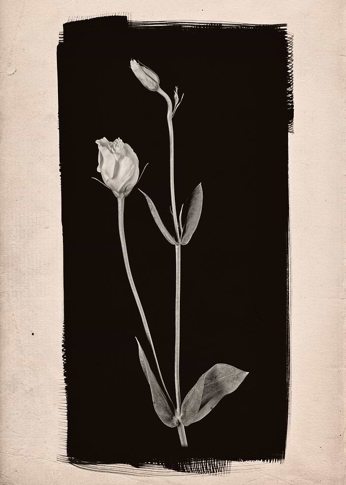 A studio still life photographic study of two Lisianthu ...