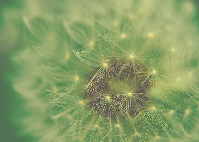 close up of dandelion By Chrissie Judge