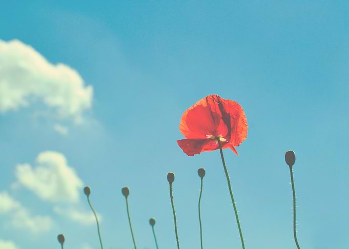Single Red poppy against a blue sky By chrissie Jud ...