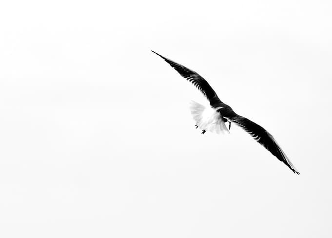Volo di gabbiano