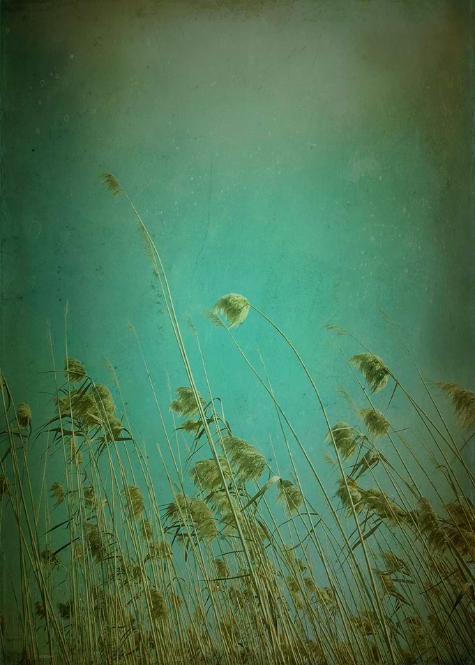 Color photograph taken in Delta del LLobregat in Barcel ...