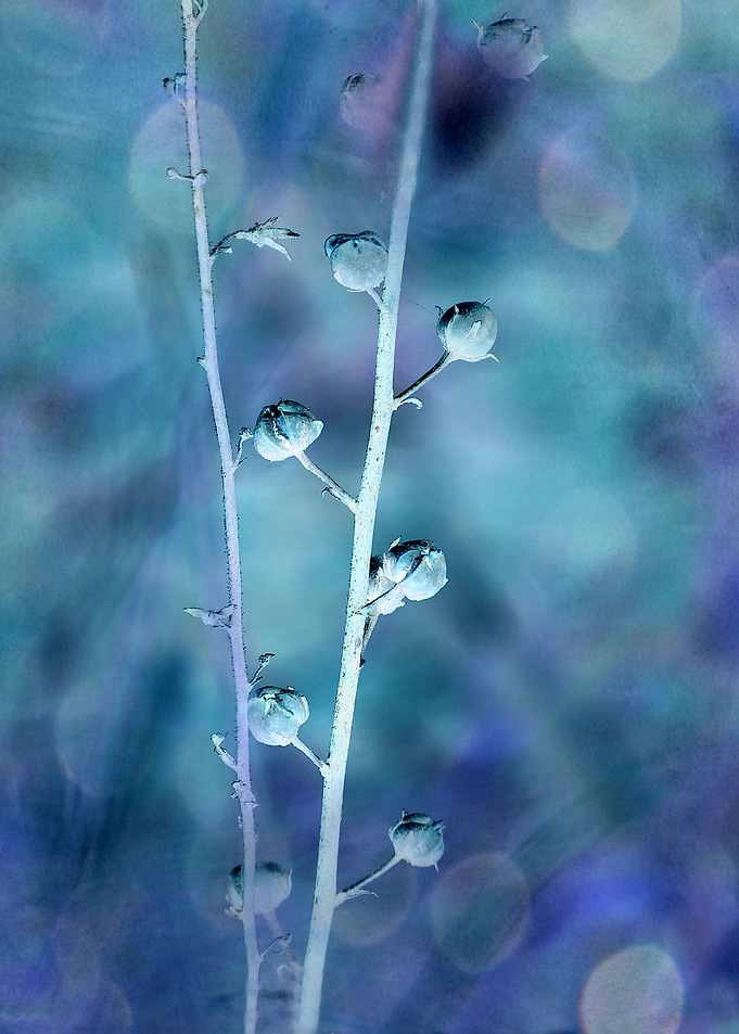 Harmony 2