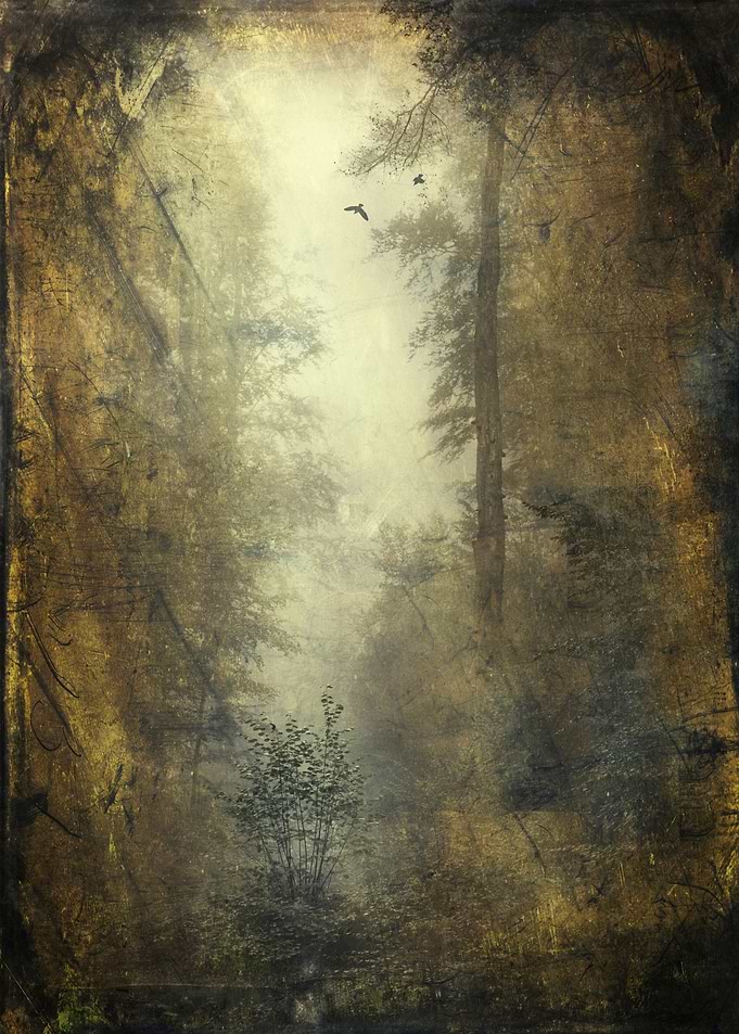 Let's Pretend We're Alone Moody and misty forest scener ...