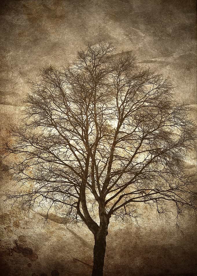 Birch Tree
