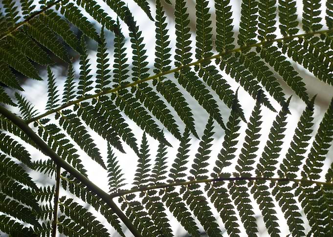 Plants