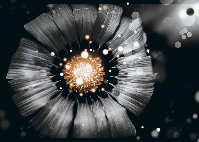 Magic Garden