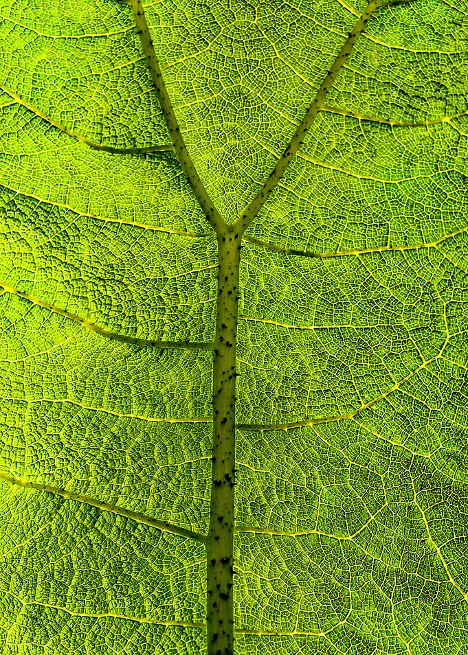 Leaf Patterns