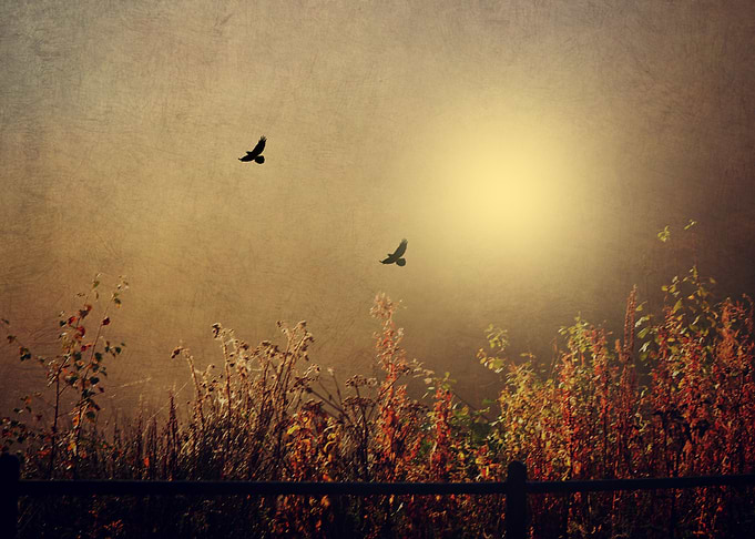 Golden Autumn By Chrissie JUdge