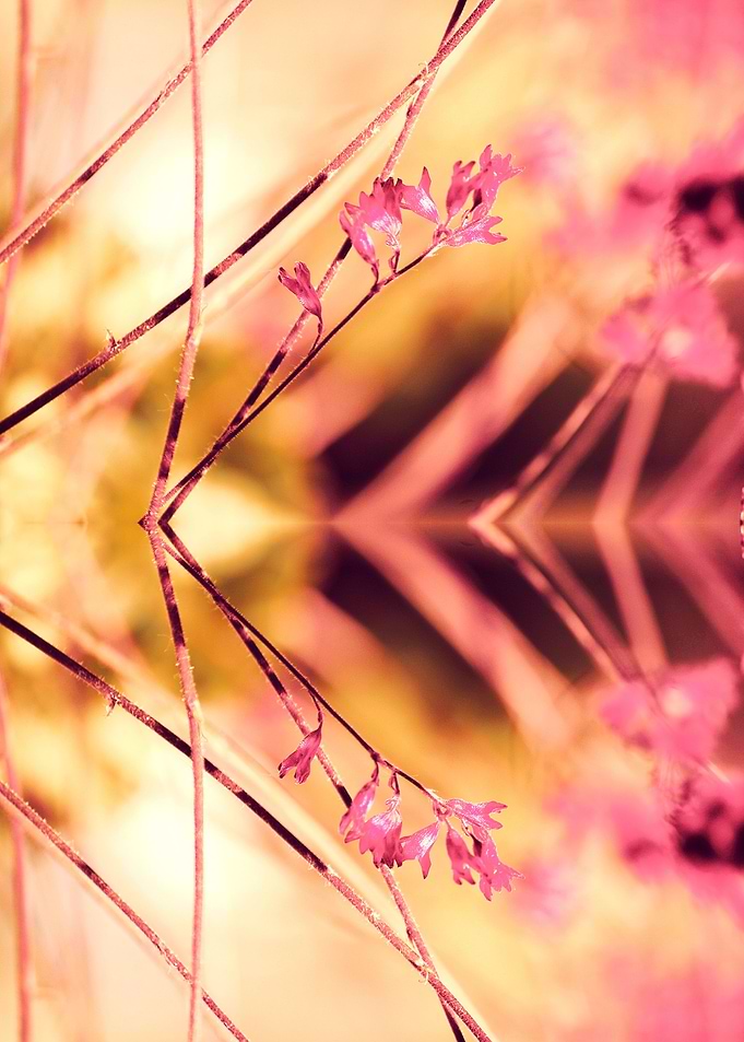PINK SPANGLES no9-A. One part of my conceptual photoart ...