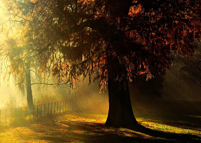 Nature's illuminations By Chrissie Judge