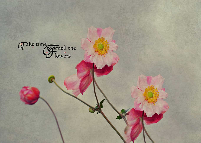 Take Time to smell the flowers by chrissie Judge