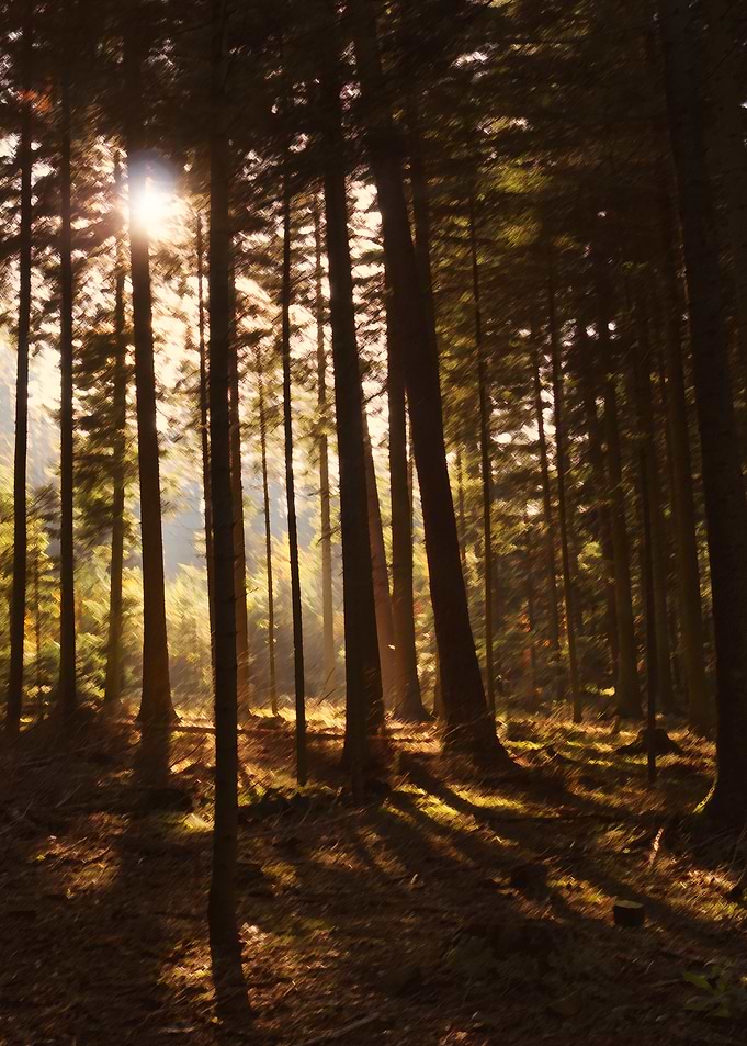 A painted atmospheric scene in the forest