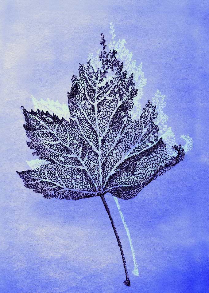 Acer Leaf Venation Skeleton, winter bluish colours with ...