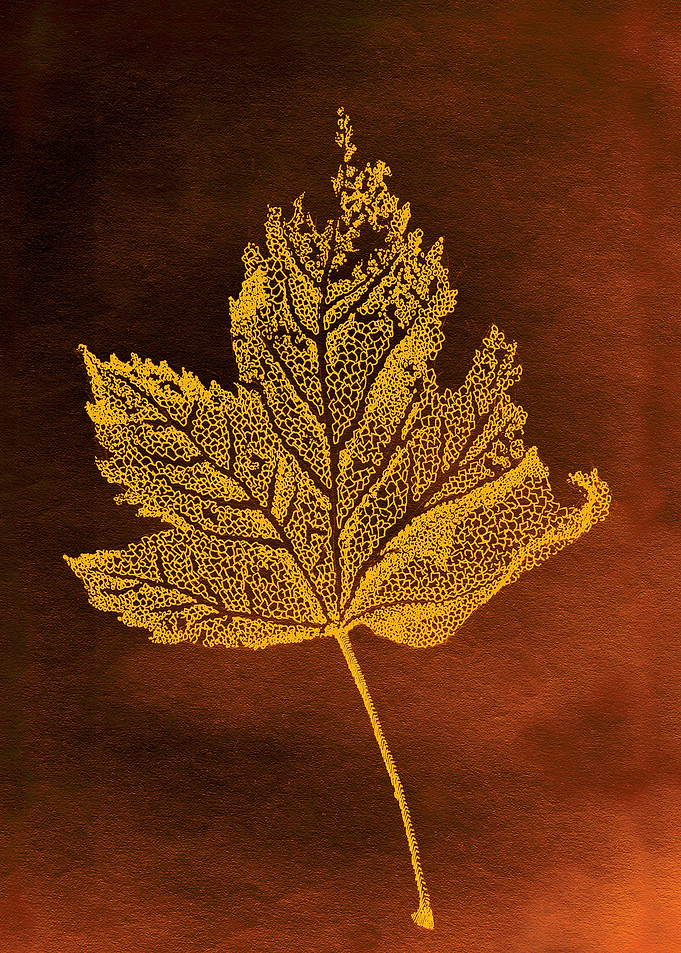Acer Leaf Venation Skeleton, autumnal colours brown and ...