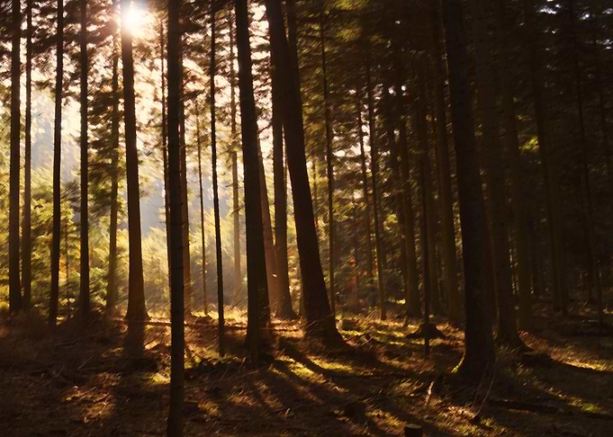 Beautiful atmopheric scene in a big forest.