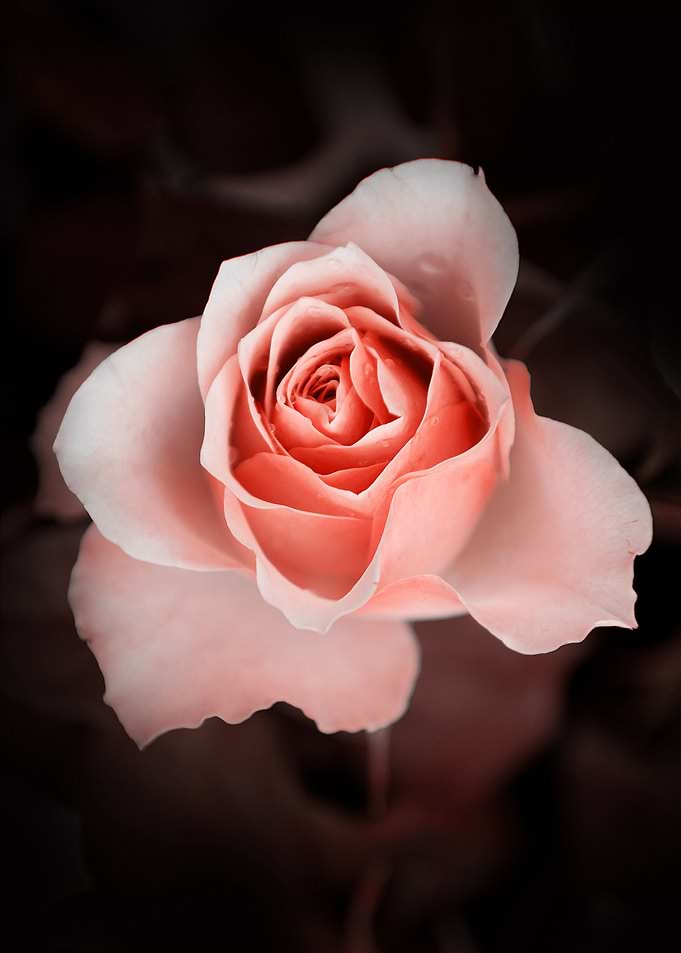 Pink pastel rose