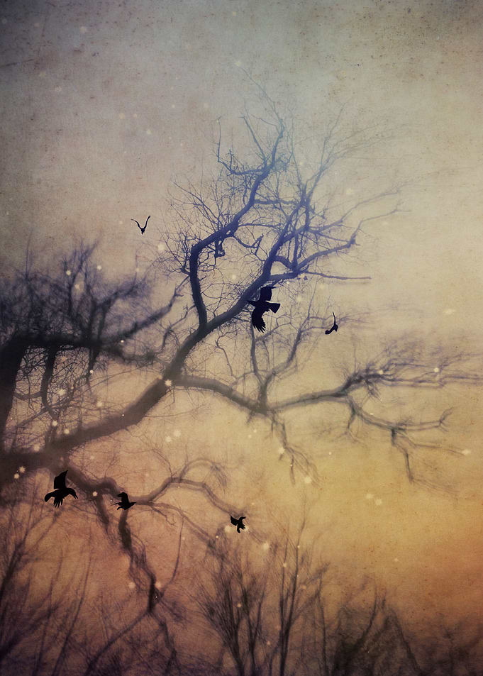 Dreamtree