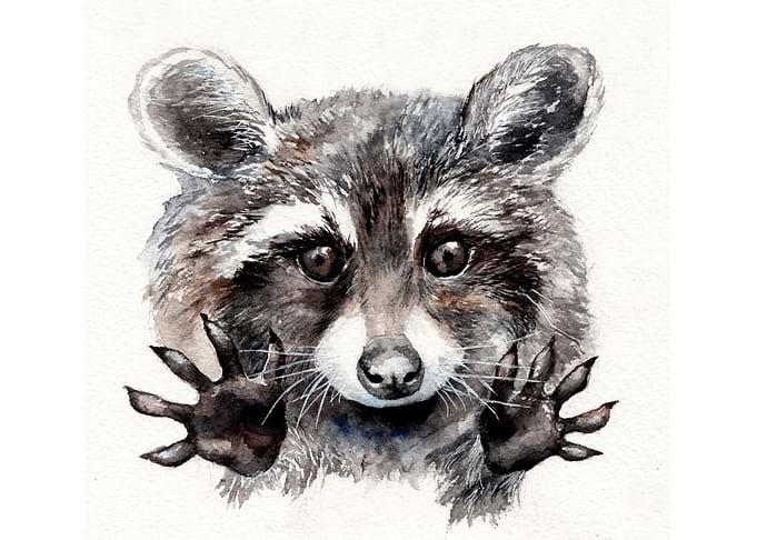 raccoon, racoon, funny, brown, black, boo, magic, anima ...