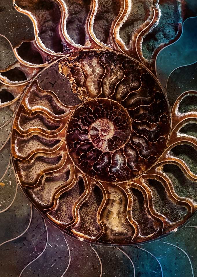 An ancient shell