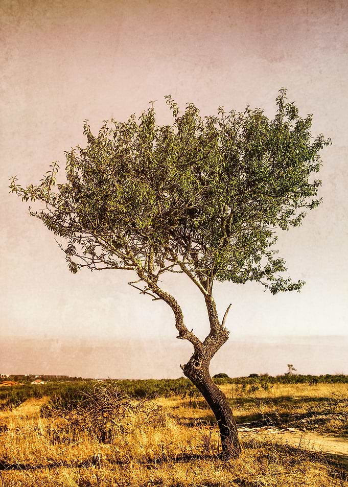 Single young olive tree under golden sunlight.