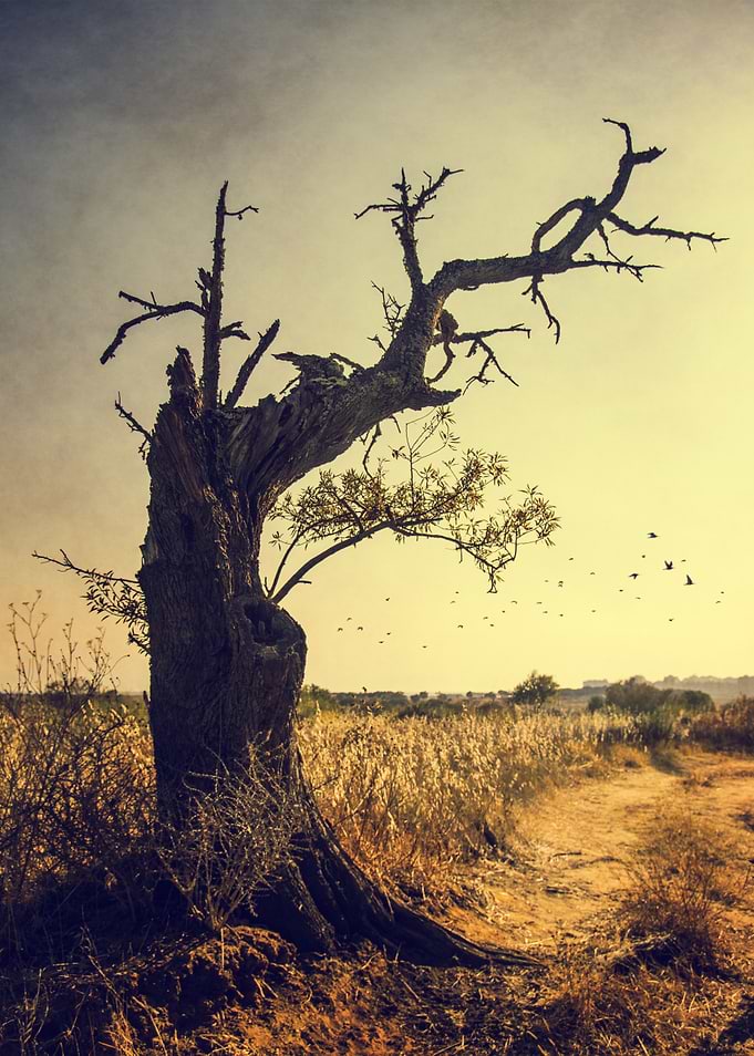 A single old tree with dry branches next to a dirt trac ...