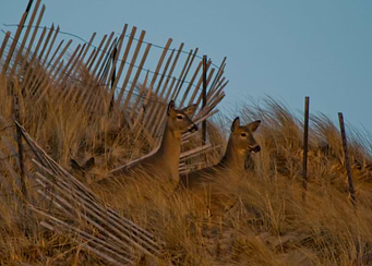 Saw these deer walking the beach in Michigan