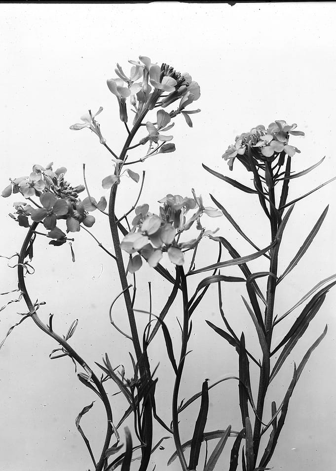 Western Wild Flower