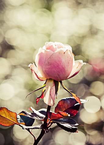 Rose Flower - Classy Gal