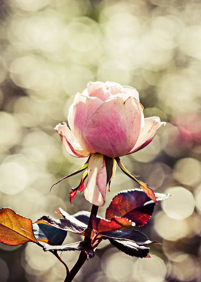 Rose Flower - Classy Gal