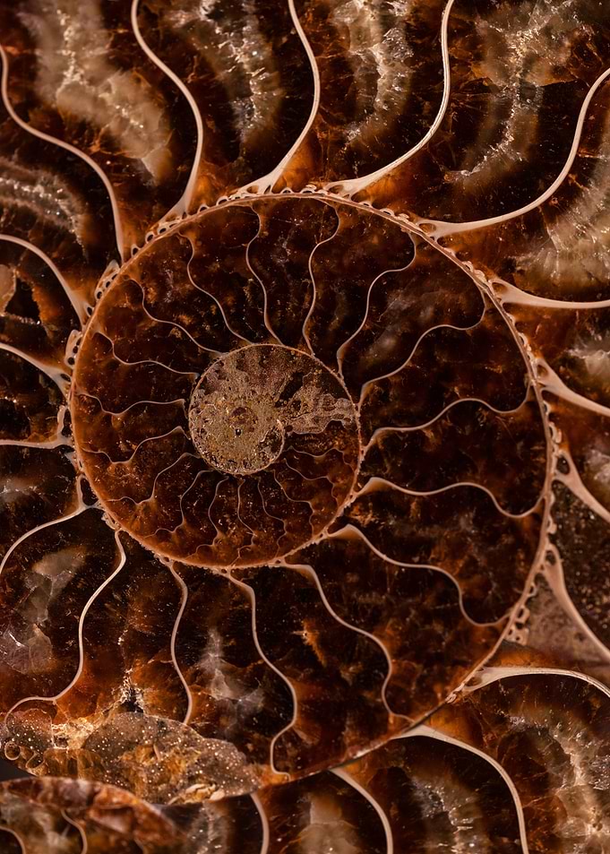 Brown Ammonite
