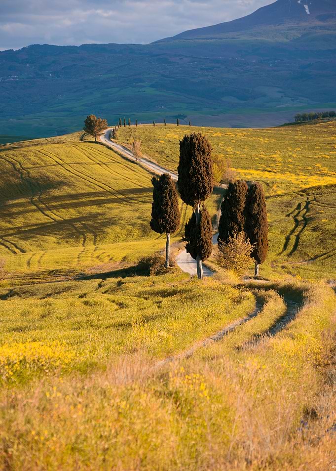 Postcards from Italy - Cypresses