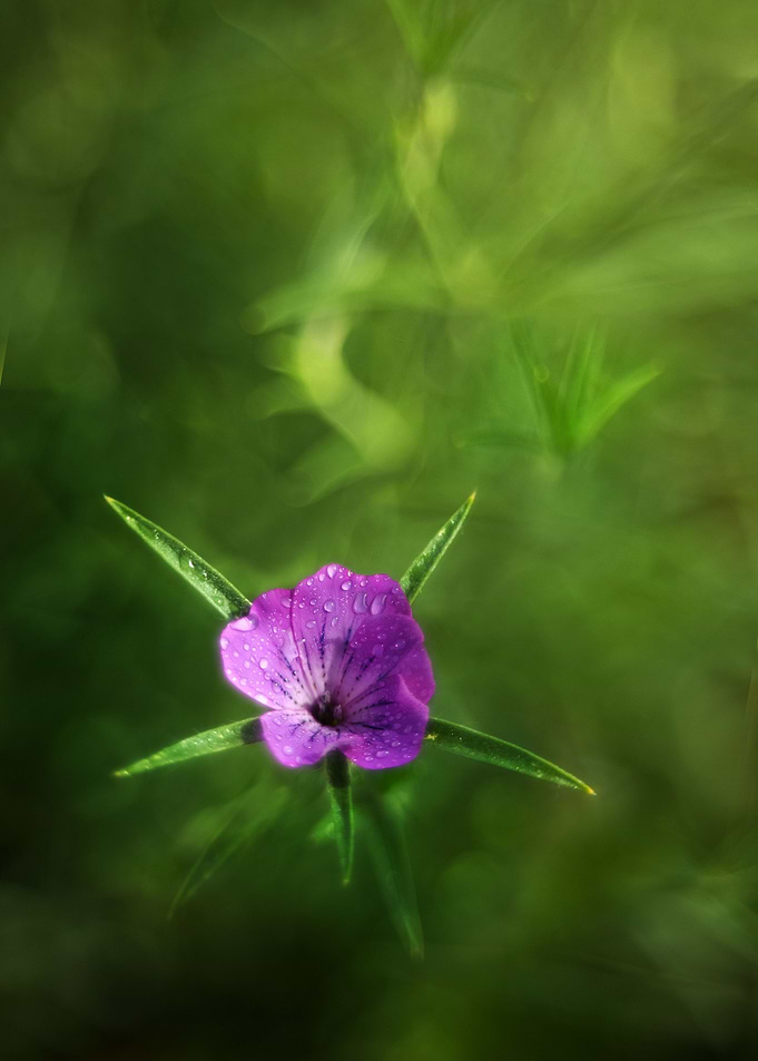In the morning rain