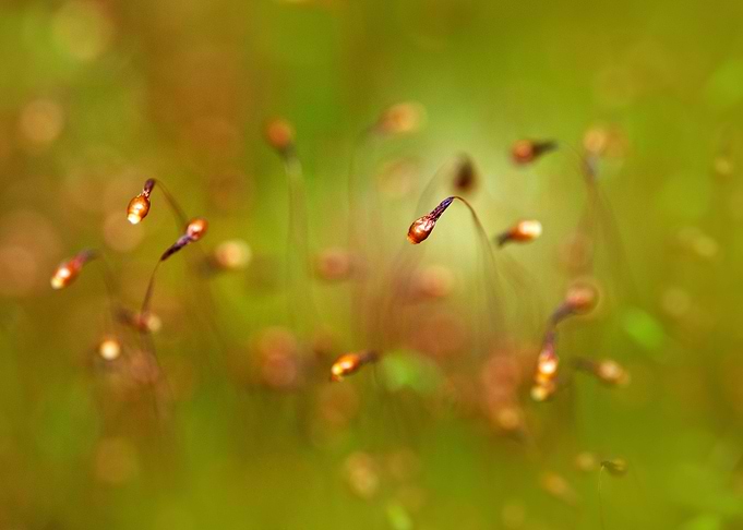 Morning impression with blooming moss