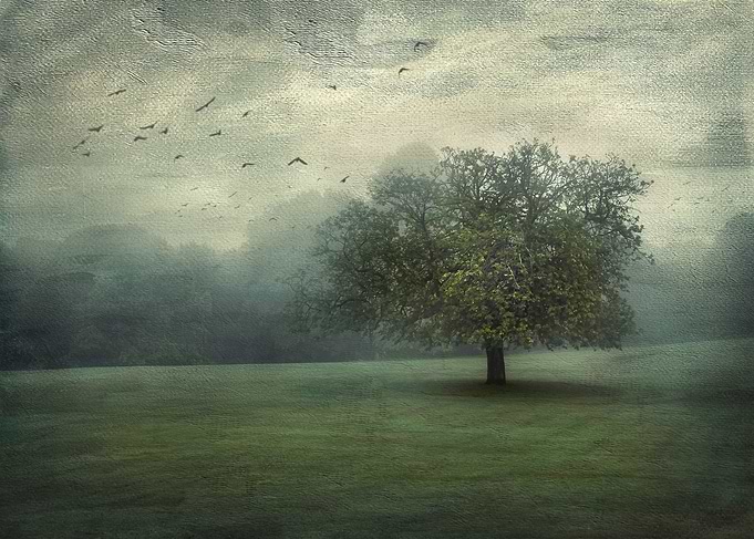 Dreamy Fog