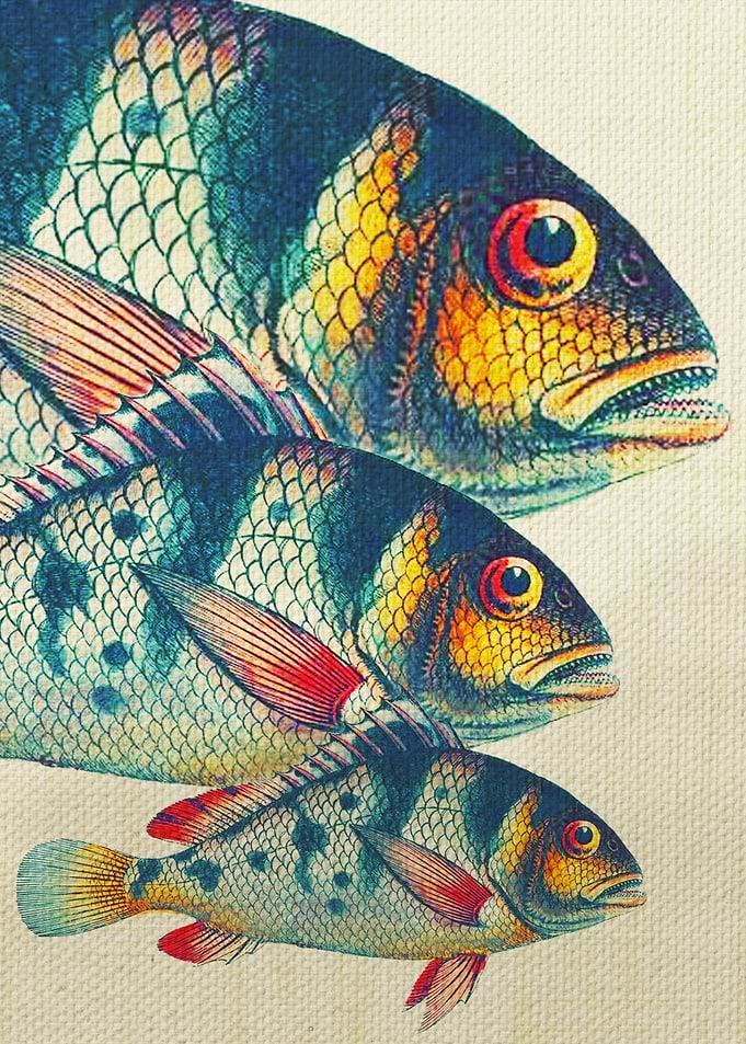 Fish Classic Designs 3