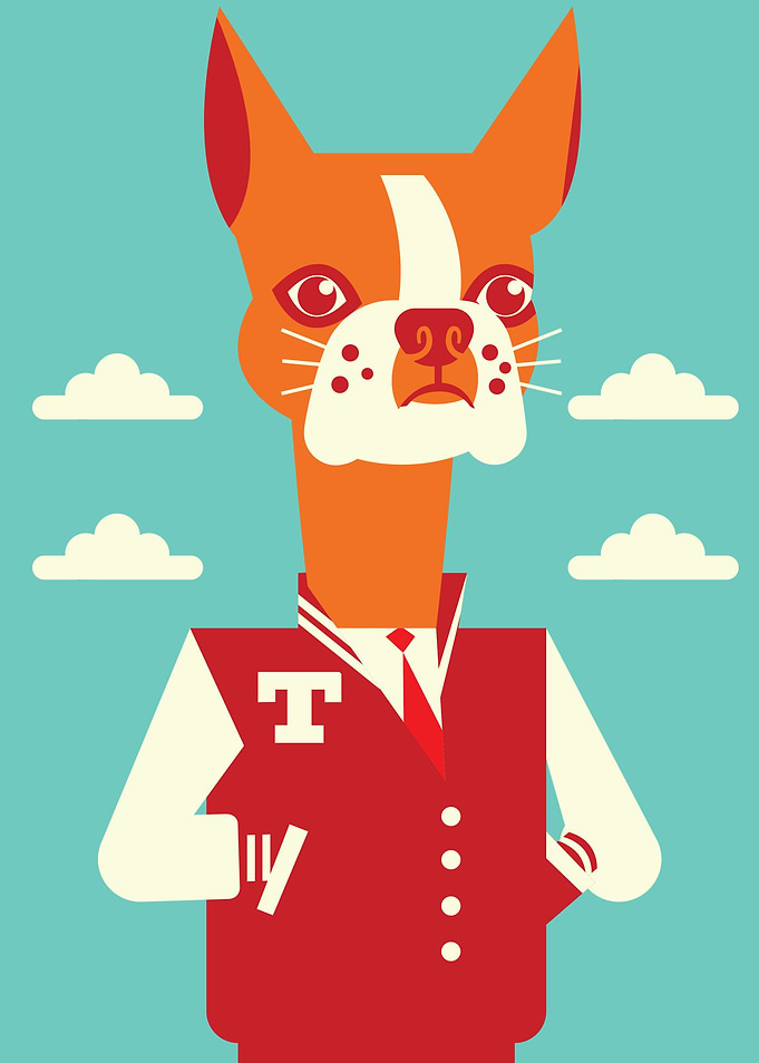 The Boston Bull Terrier