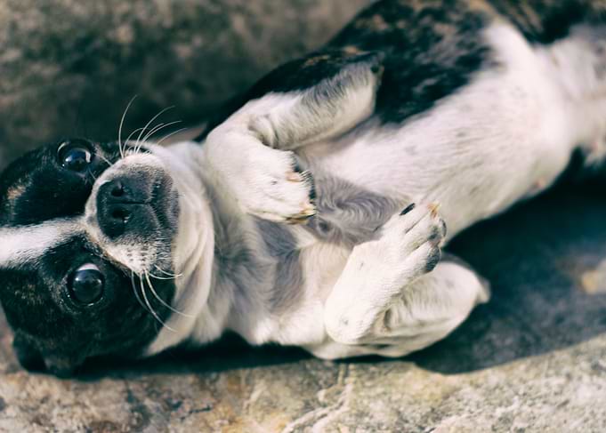 Photograph of a Boston Terrier puppy dog on a mosaic fl ...