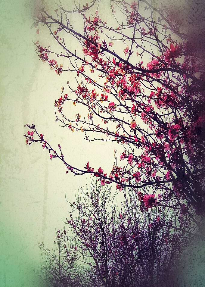 Color photogram 'Cherry Blossom'
