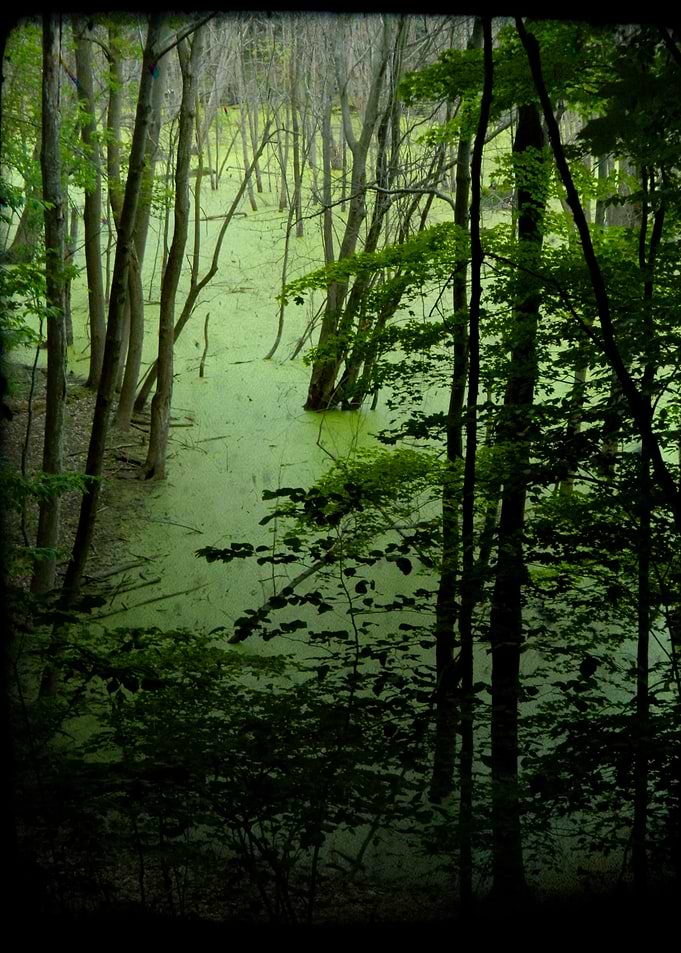 The Swamp