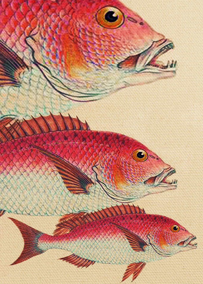 Fish Classic Designs 7